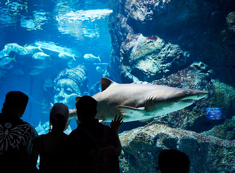Sea Life Bangkok at Siam Paragon Siam Hop